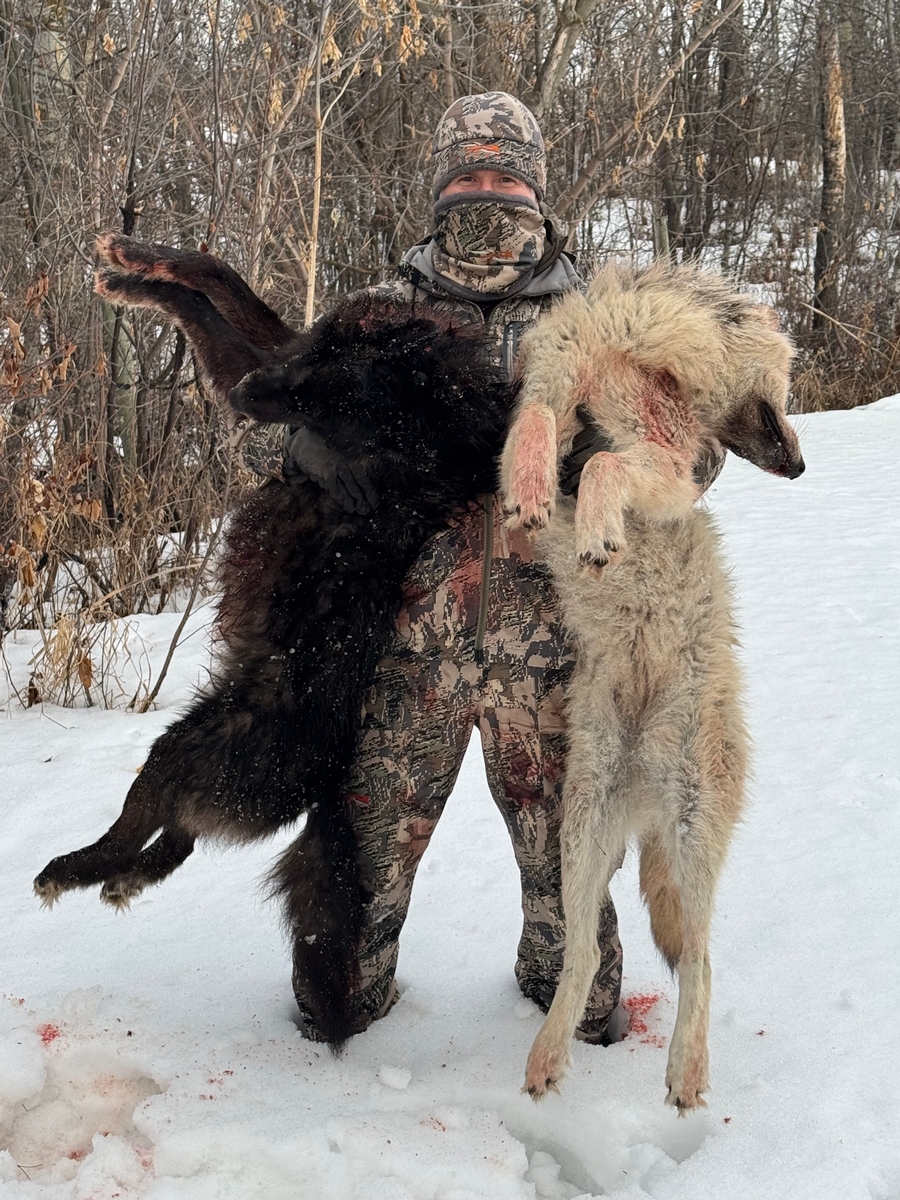 Guided Wolf and Coyote Hunts
